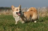 CORGI PEMBROKE 1117